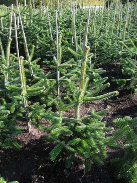 Spanische Tanne / Pinsapo-Tanne / Spanische Tanne / Pinsapo-Tanne