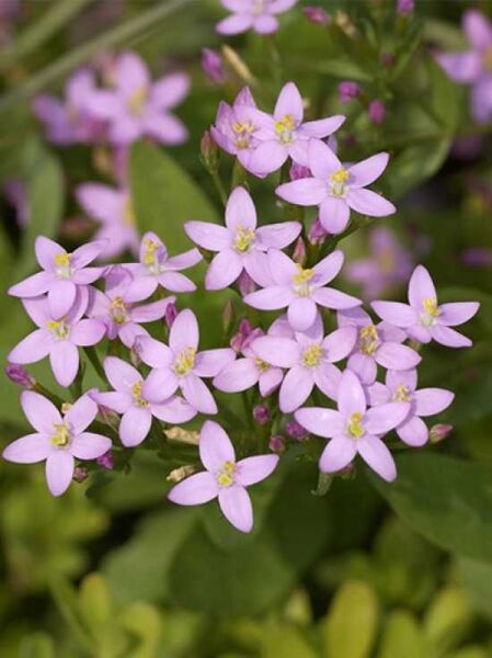 Centaurium erythraea / Echtes Tausendgüldenkraut