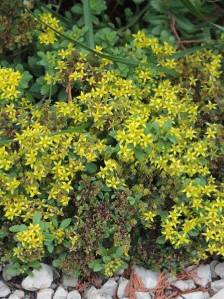 Amur-Fettblatt 'Goldilocks' / Sedum selskianum 'Goldilocks'
