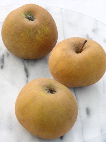 Apfel 'Graue Herbstrenette' / Apfel 'Graue Herbstrenette'