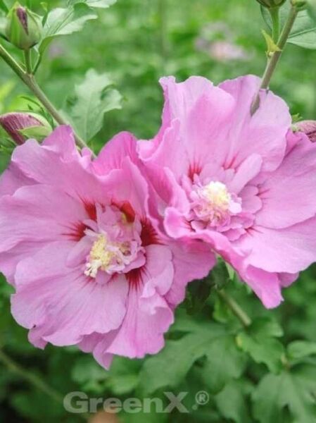 Hibiscus syriacus 'Eruption' (Mineru) / Garten-Eibisch 'Eruption' (Mineru)