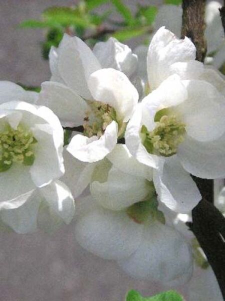 Zierquitte 'Jet Trail' / Chaenomeles superba 'Jet Trail'