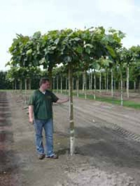 Platanus acerifolia ‘Dachform’ (Dach-Platane), Hochstamm als Schirmkrone mit Stamm und dichtem Laubdach in der Baumschule.