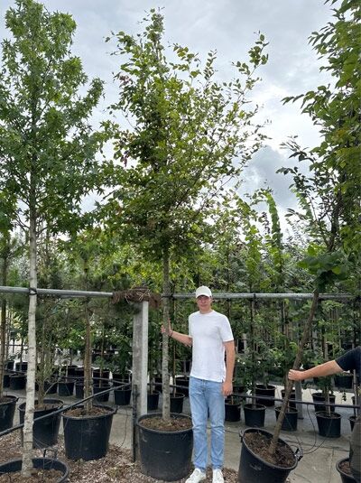 Rot-Buche (Fagus sylvatica) Hochstamm 20-25 StU im Container, baumschulgezogener Laubbaum mit Stamm und verzweigter Krone.