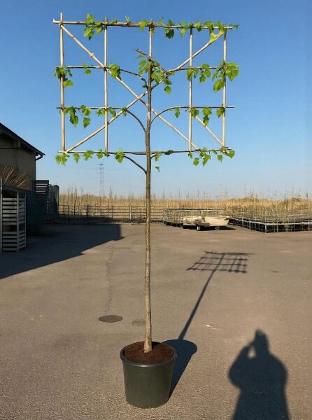 Tilia europaea 'Pallida' / Kaiserlinde Hochstamm-Spalier, Stamm 180 cm, Spalierkrone am Bambusgitter im Container.