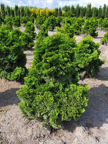 Zwerg-Muschelzypresse Chamaecyparis obtusa 'Nana Gracilis', 50-60 cm m. B., dicht verzweigter, rundlicher Nadelgehölz-Strauch im Feld.