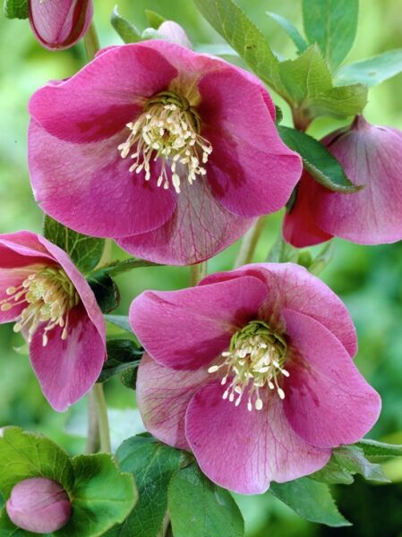 Orientalischer Nieswurz / Frühlings-Christrose / Helleborus orientalis