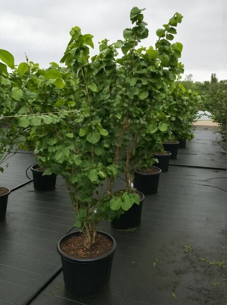 Cercis chinensis 'Avondale' / Chinesischer Judasbaum 'Avondale', 150-175 cm, C50, mehrstämmiger Strauch im Container mit grünen Blättern