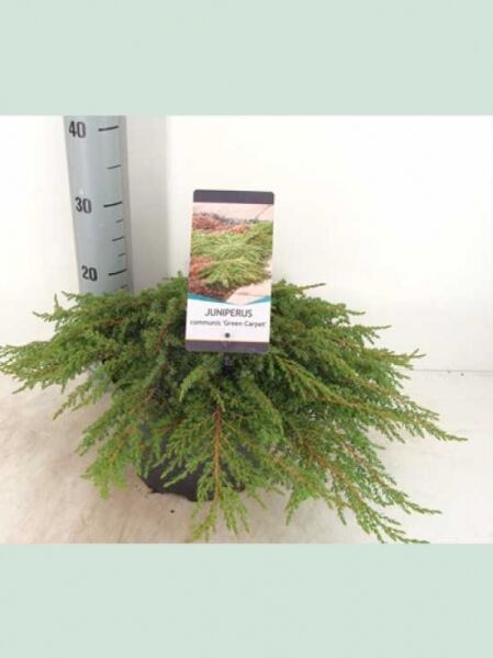 Juniperus communis 'Green Carpet' / Grüner Kriech-Wacholder, flach wachsend im Topf, 30–40 cm breit, C3-Container