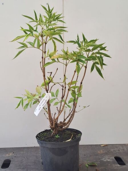 Sambucus nigra / Schwarzer Holunder 40-50 cm C3, mehrtriebiger Jungstrauch im Container mit grünen Blättern.