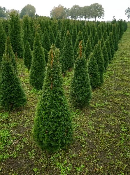 Taxus baccata 'Kegel' / Heimische Eibe 'Kegel' 80-100 cm hoch, 30-35 cm breit, konisch wachsend, mit Ballen