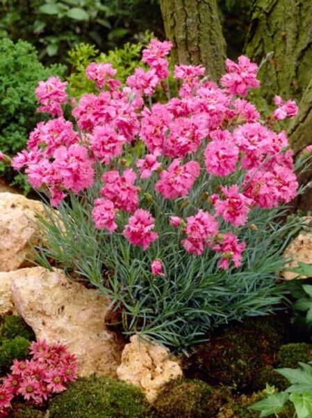Dianthus plumarius 'Maggie' / Garten-Feder-Nelke