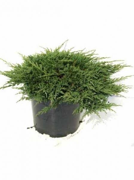 Teppich-Wacholder Juniperus horizontalis 'Prince of Wales', flach wachsender Nadelstrauch im Topf, 30–40 cm breit, C3