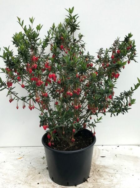 Roter Laternenbaum / Roter Laternenbaum