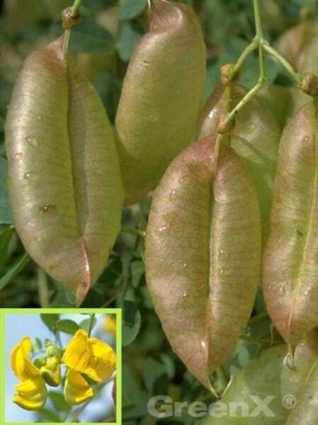 Blasenstrauch 'Sunshine' / Blasenstrauch 'Sunshine'