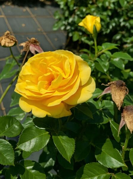 Rosa 'Sommergold' / Kletterrose 'Sommergold' mit großer gelber Blüte und grünen, glänzenden Blättern
