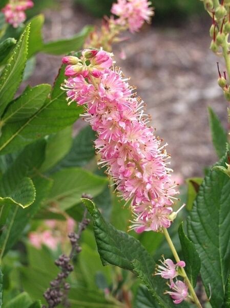 Clethra alnifolia 'Ruby Spice' / Silberkerzestrauch 'Ruby Spice' mit rosa Blütenähre und grünen Blättern