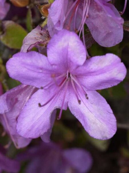 Japanische Azalee Rhododendron obtusum 'Geisha Purple' mit violett-lila Blüten und sichtbaren Staubgefäßen im Nahaufnahmebild