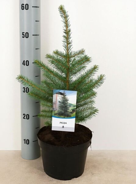 Picea omorika / Serbische Fichte (Omorika-Fichte) 40–50 cm, im C3-Topf, junger Nadelbaum mit aufrechtem Wuchs.