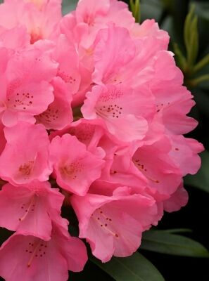 Rhododendron 'Sneezy' / Rhododendron yakushimanum 'Sneezy' kaufen
