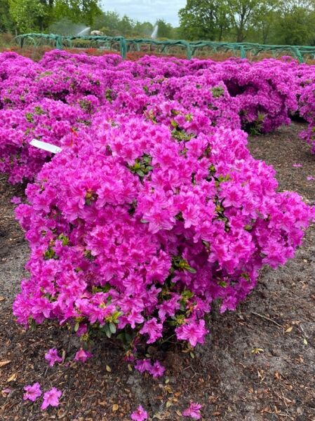 Rhododendron obtusum 'Königstein' 80-90 cm breit x 50-60 cm hoch  / Japanische Azalee 'Königstein' (Nr.1409)