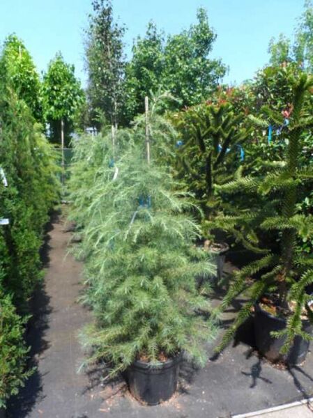 Himalaja-Zeder (Cedrus deodara) im Topf, Variante 125–150 cm, C20, schlanker Nadelbaum mit blaugrünem, überhängendem Nadelkleid