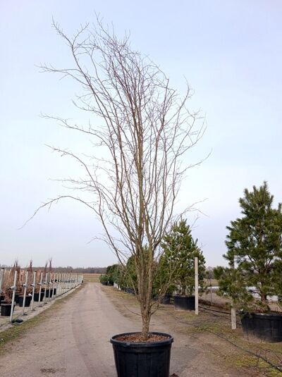 Eisenholzbaum 'Vanessa' / Parrotia persica 'Vanessa'
