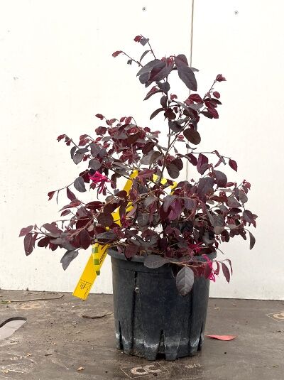 Loropetalum chinense 'Fire Dance' / Riemenblüte 'Fire Dance' 30-40 cm C4, Strauch im Container mit dunkelrotem Laub und pinken Blüten