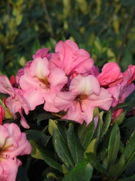 Rhododendron 'Herbstzauber' / Rhododendron 'Herbstzauber'