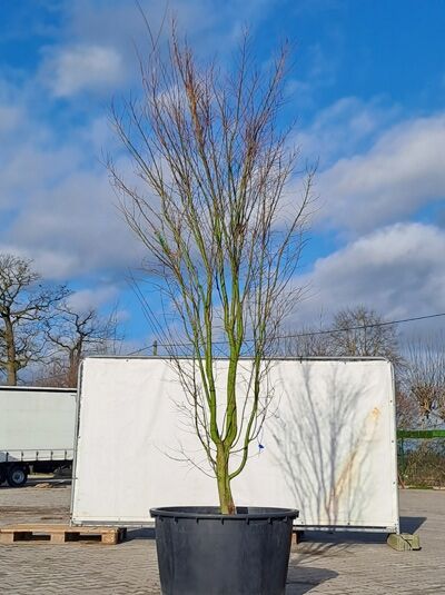 Fächer-Ahorn / Japanischer Ahorn  / Acer palmatum 300 - 350cm hoch (874857)