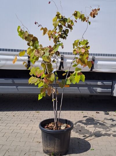 Kanadischer Judasbaum &#039;Eternal Flame&#039; mehrstämmig 175-200 cm / Cercis canadensis &#039;Eternal Flame&#039; ® (874250)