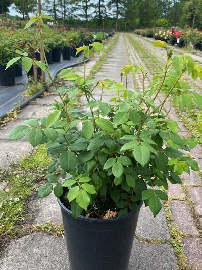 Englische Rose Rosa 'Claire Austin ®' C5 im Pflanzcontainer, buschiger Wuchs mit grünem Laub und jungen Trieben.