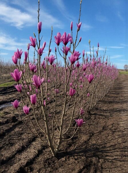 Magnolia liliiflora 'Susan' / Rote Tulpenmagnolie 'Susan', mehrstämmig, 250-300 cm m. Db., mit pinken Blüten an kahlen Trieben