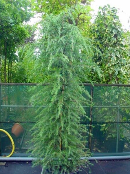 Cedrus deodara (Himalaja-Zeder) 200-250 cm C50, schlanker Nadelbaum mit hängenden, weichen Zweigen und grünem Nadelkleid.