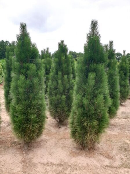 Pinus nigra 'Green Tower' / Säulen-Schwarzkiefer