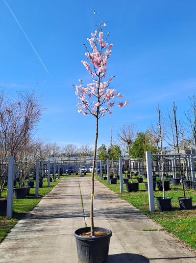 Prunus subhirtella 'Autumnalis Rosea' / Rosablühende Winterkirsche Hochstamm 14-16 StU im Container mit rosa Blüten am Stamm