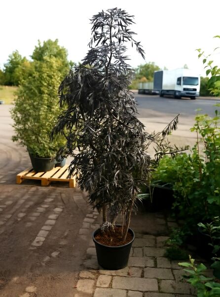 Sambucus nigra 'Black Lace' (Rotblättriger Schlitz-Holunder) im Container C20, ca. 150–175 cm, mit dunkel geschlitztem Laub.