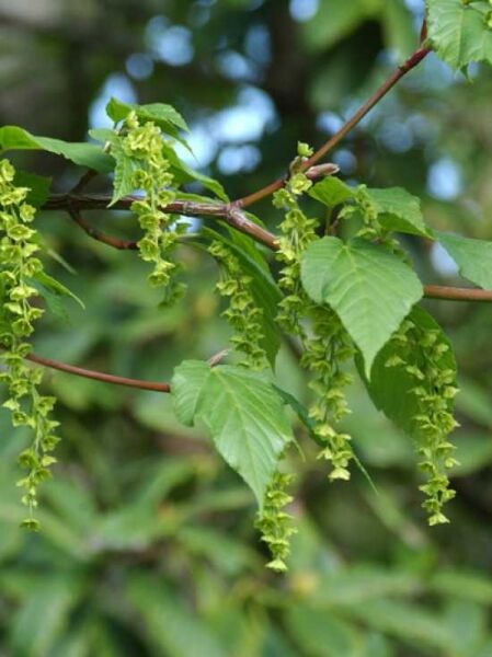 Schlangenhaut-Ahorn Acer conspicuum 'Silver Vein' mit grünen Blättern und hängenden, grünen Blütenständen am Zweig.