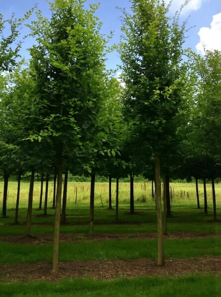 Quercus robur (Stiel-Eiche, Sommer-Eiche) Hochstamm 25-30 StU mit Drahtballen, schlanker Stamm und dichte Krone.