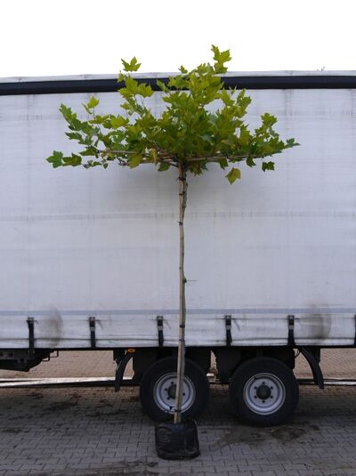 Platanus acerifolia Dachform (Dach-Platane/Schirmplatane) im Container, Hochstamm mit flacher Dachkrone, Stamm gestützt