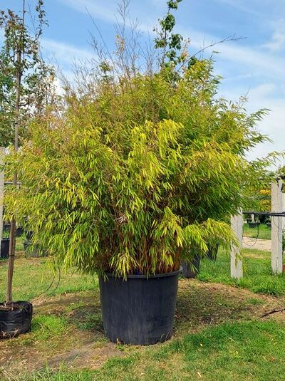 Gartenbambus 'Jumbo' 200-250 cm - Fargesia murielae 'Jumbo' (874037)