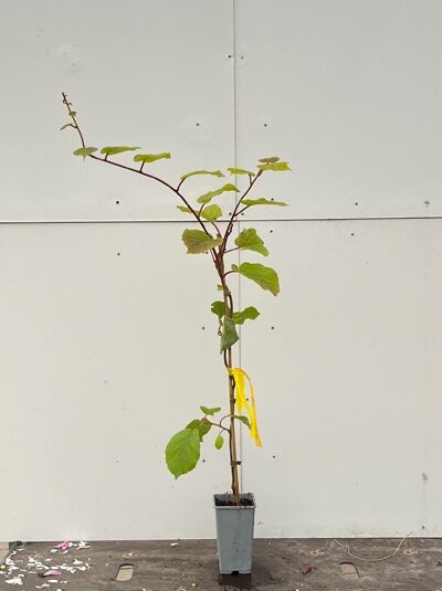 Kiwi Actinidia deliciosa 'Atlas', Kletterpflanze im Topf, ca. 80–100 cm, mit Stützstab und Pflanzenetikett (C2)