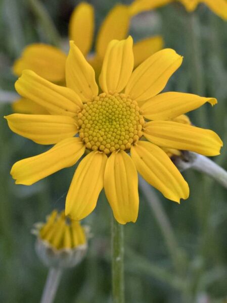 Eriophyllum lanatum (Wollblatt, Wüsten-Goldaster) mit gelber, margeritenähnlicher Blüte und zentraler Blütenscheibe.