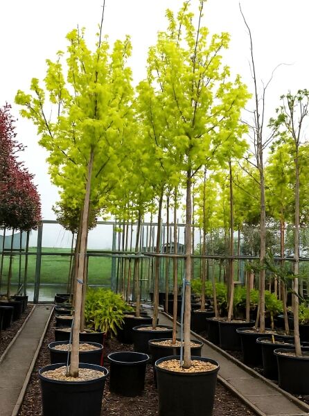 Gold-Ahorn Hochstamm (Acer platanoides 'Princeton Gold') 16-18 StU im Container, Baum mit gelbgrünem Laub und aufrechtem Stamm.