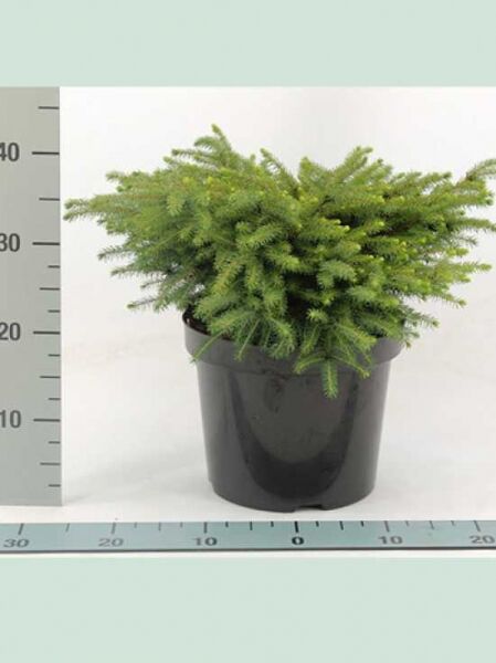 Picea mariana 'Nana' – Blaue Kissen-Fichte/Nestfichte 'Nana' 30–40 cm breit im Topf C5, kompakter Nadelstrauch.