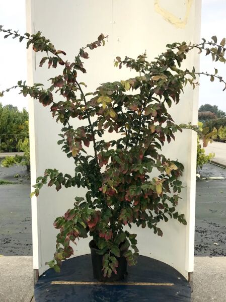 Eisenholzbaum 'Vanessa' (Parrotia persica 'Vanessa') als mehrtriebiger Strauch im C35-Container, 175–200 cm, mit grün-rotem Laub