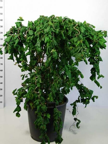 Korkenzieher-Hasel 'Contorta' / Corylus avellana 'Contorta'