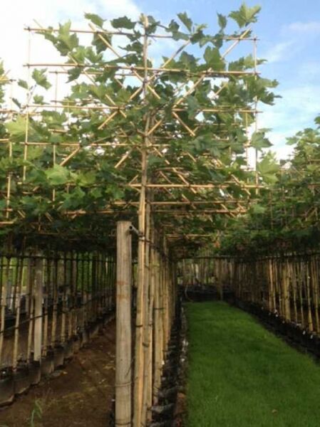 Platanus acerifolia / Spalier-Platane „Hochstamm-Spalier“ als Hochstamm mit rechteckigem Spalieraufbau und grünen Blättern