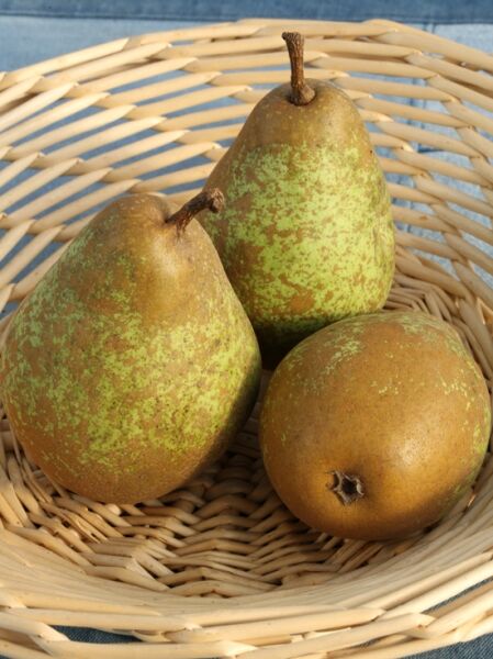 Birne 'Alexander Lucas' / Birne 'Alexander Lucas'