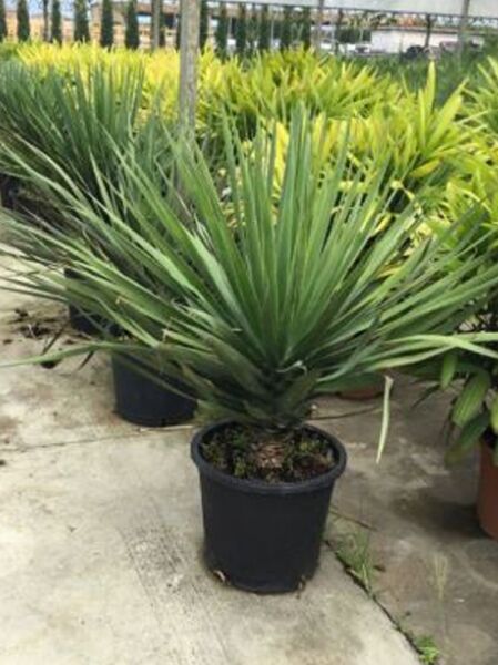 Dracaena draco (Kanarischer Drachenbaum) 80–100 cm C30 im Topf, rosettenförmiger Wuchs mit langen, schmalen Blättern.